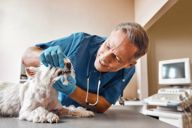 Best Emergency Gum Treatment in Santa Rosa, CA